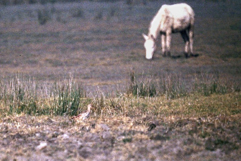 Ушбу 1995 йилда олинган фотосуратга разм …