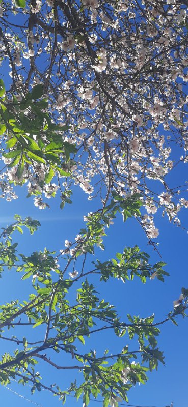 الدَّعوَة السَّلفِية فِي تِيبَازة🌱