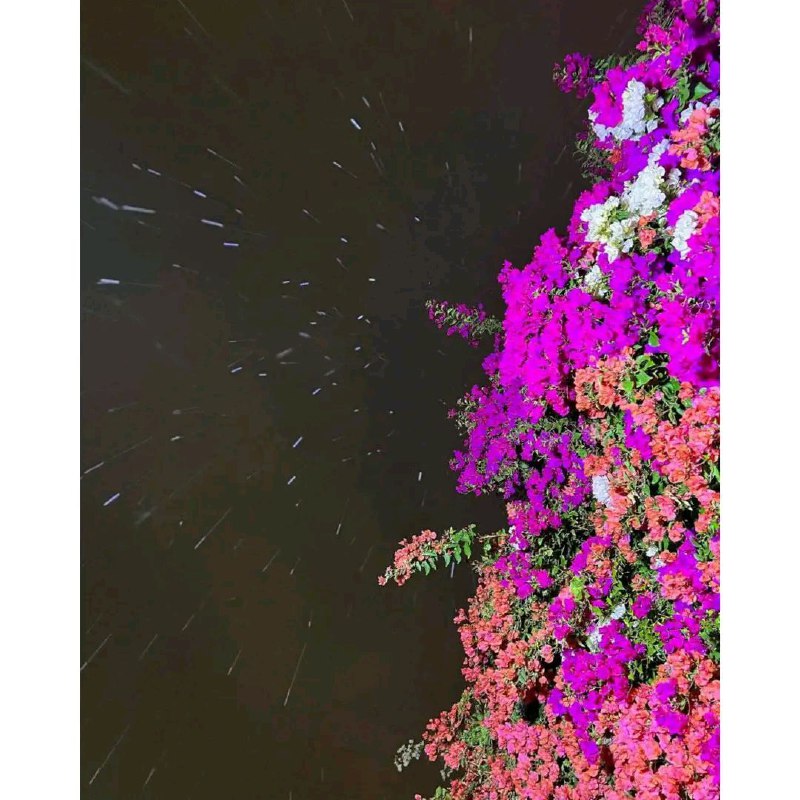 الدَّعوَة السَّلفِية فِي تِيبَازة🌱
