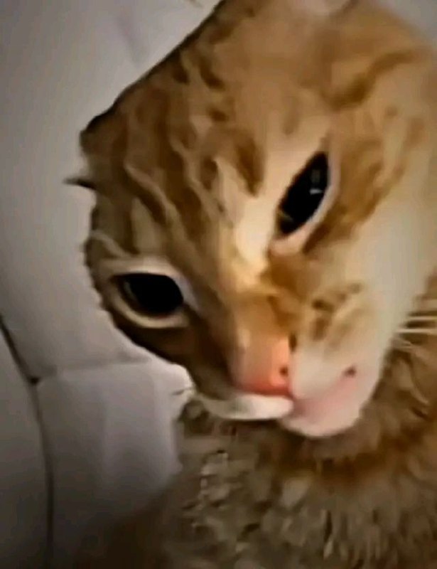 جرب أن تمسد رأسي