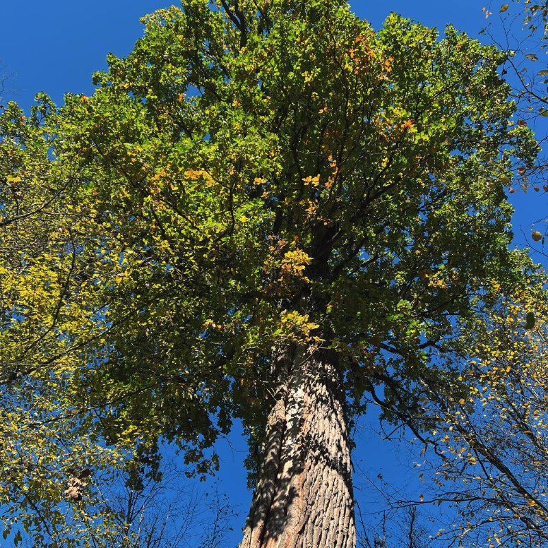 Wood Moss | Парфюмерия