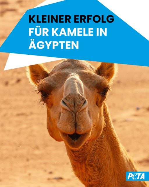 ***Erfolg für die Tiere in Gizeh …