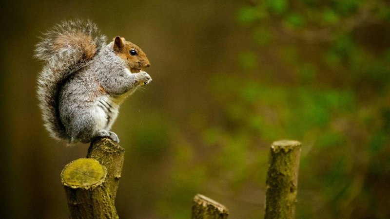 **Peanut the Squirrel Owner Vows to …