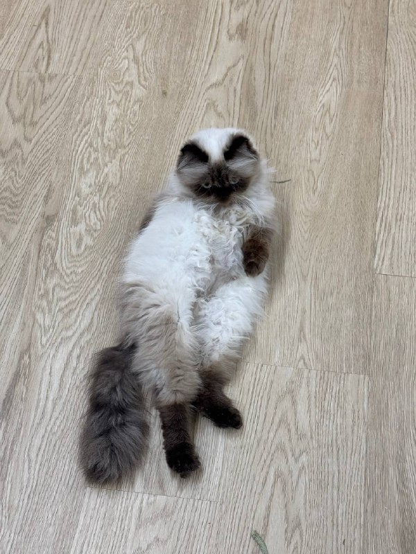 Меладзе’s wife