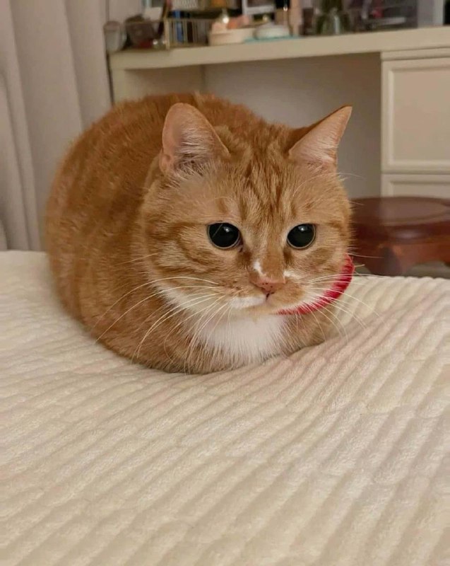 10/10 perfect loaf