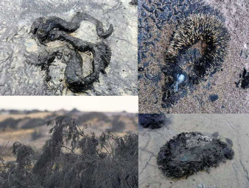 انجمن حامیان محیط زیست ابوزیدآباد🌱🐆
