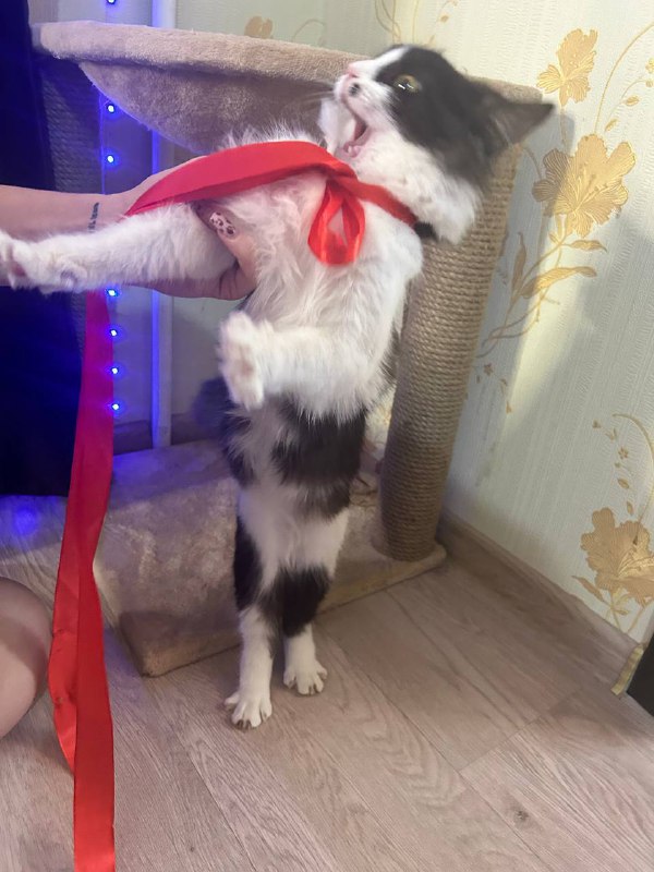 подарочек