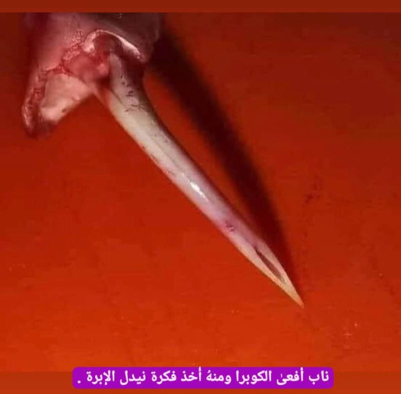 Yaser Medical || عالم الطب 🩺