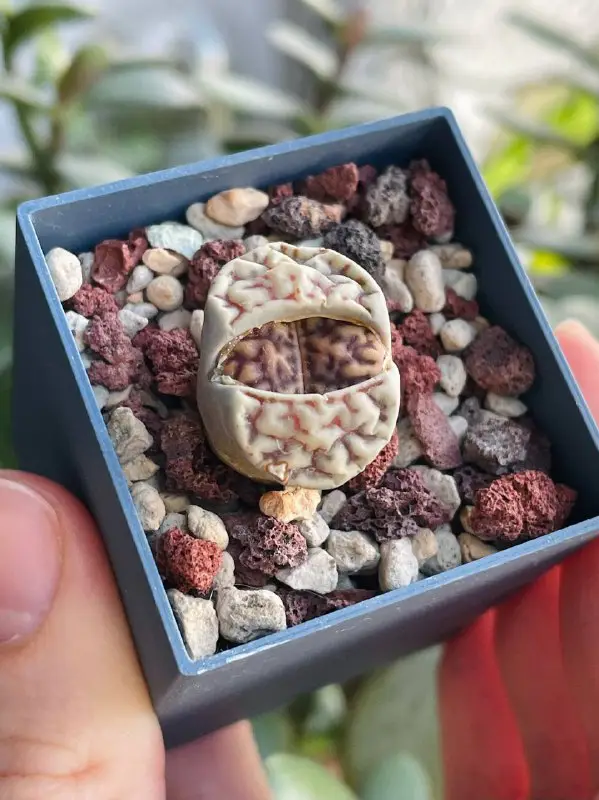 *Lithops bromfieldii*