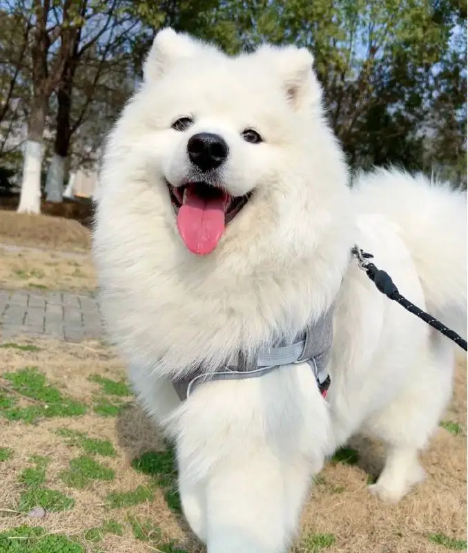 samoyeds daily (racism free)