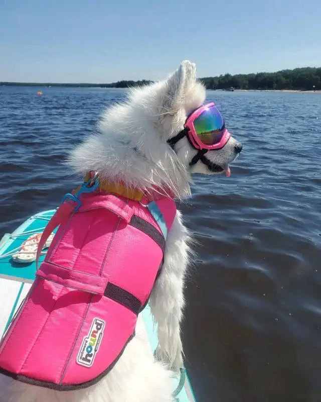 samoyeds daily (racism free)