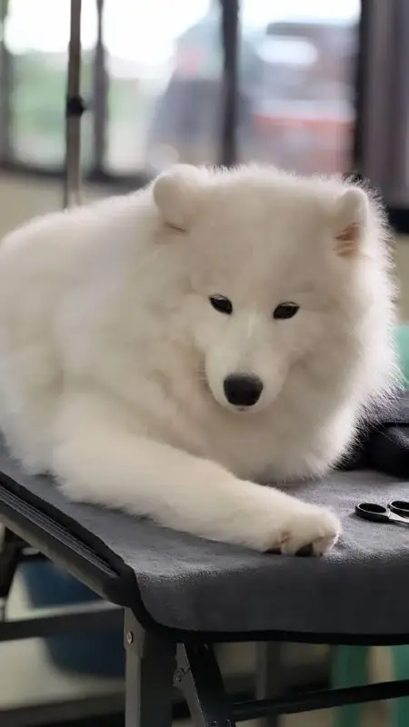 samoyeds daily (racism free)