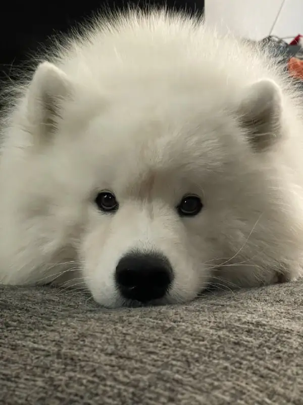 samoyeds daily (racism free)