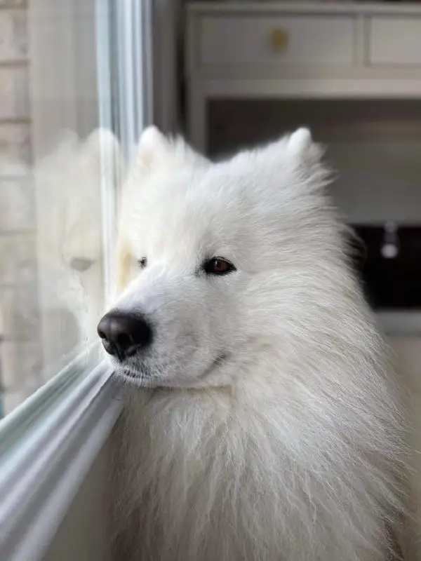 samoyeds daily (racism free)