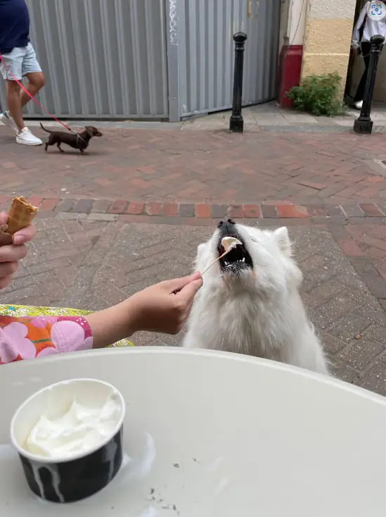 samoyeds daily (racism free)