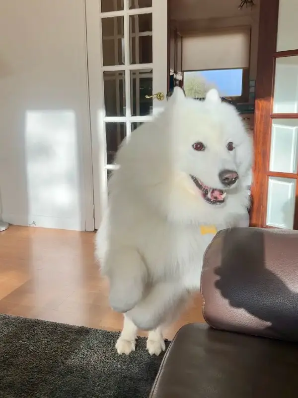 samoyeds daily (racism free)