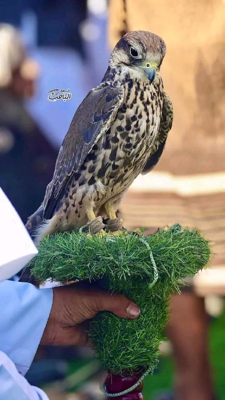 اليمن أرض الحضارة