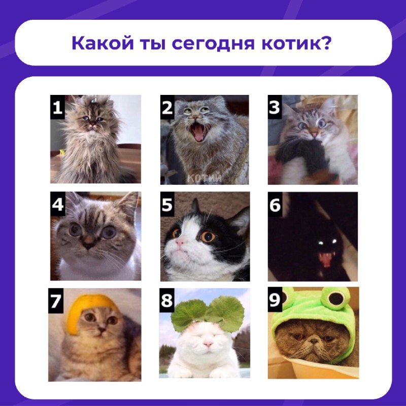 Какой ты сегодня котик? ***😻***