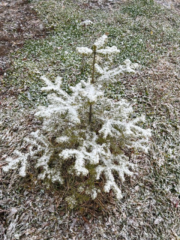 С первым снегом друзья ***❄️***