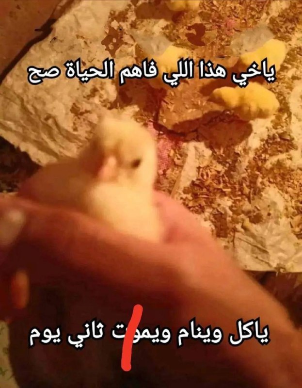 الْفَصْلُ إلخامِسُ