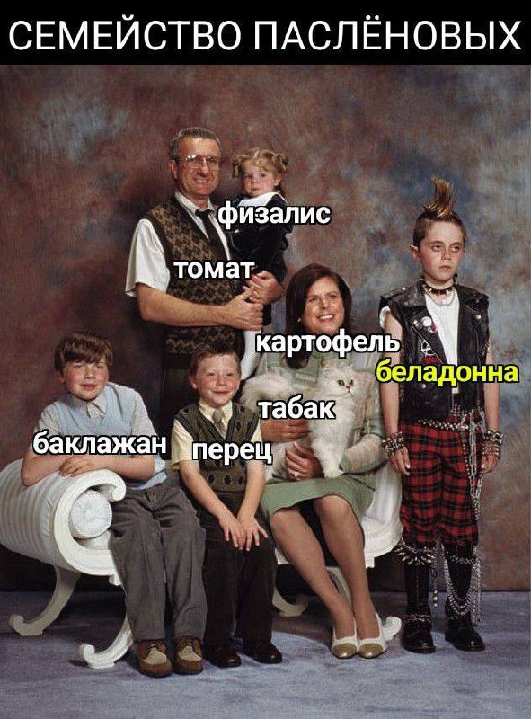 Задор