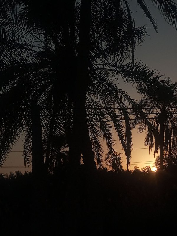 زينبة