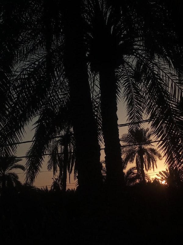 زينبة