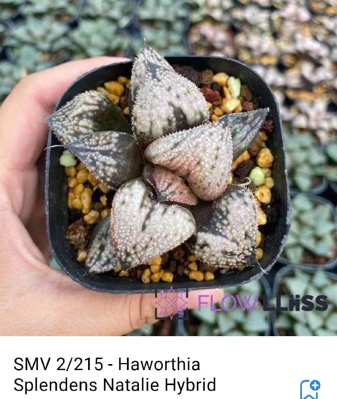 Haworthia Splendens Natalie Hybrid ***😍***