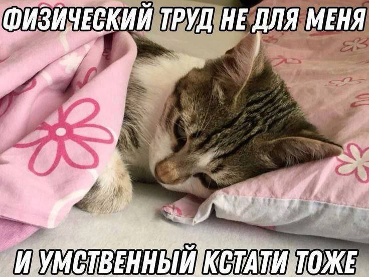 Замурчательно 😼