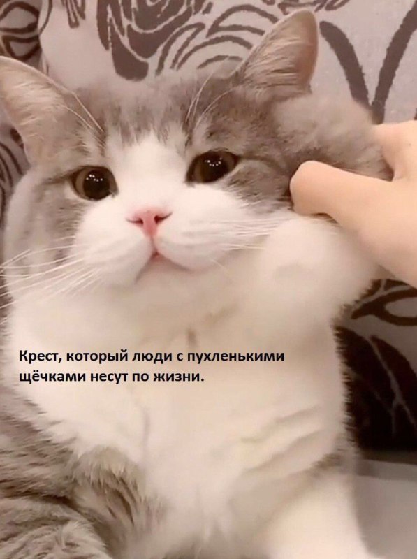 Замурчательно 😼