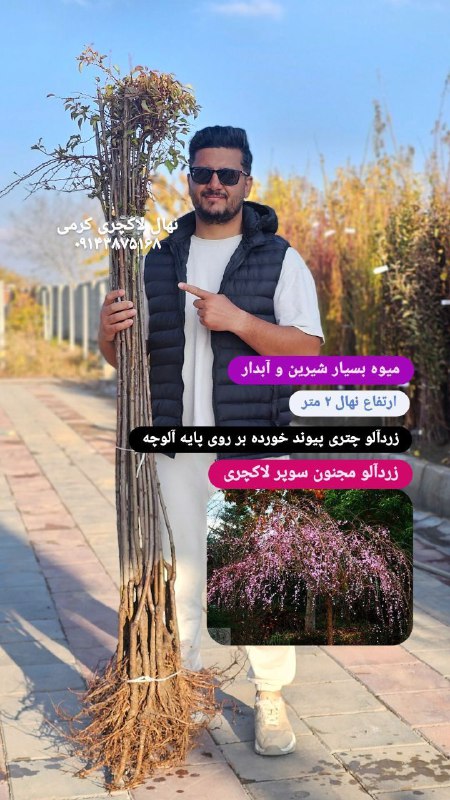 نکته آموزشی در مورد زردآلو مجنون...