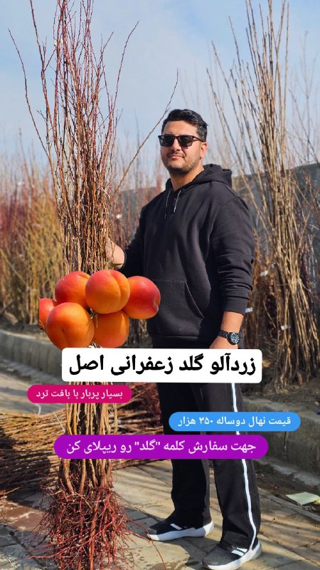 زردآلو گلد زعفرانی اصل...