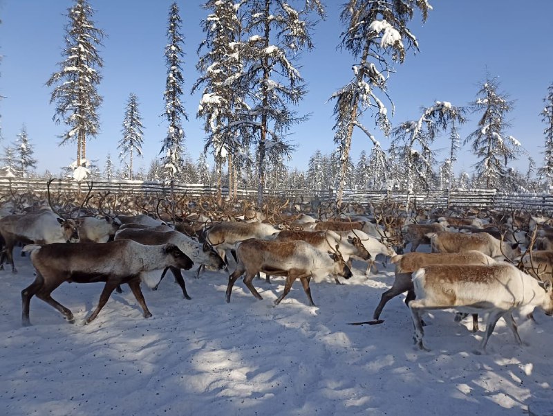 ***🦌******🌐*****Искусственный интеллект будет анализировать численность и …