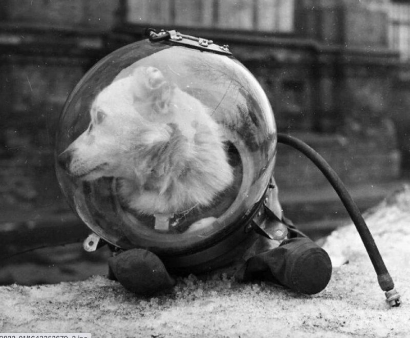 Собака Белка после возвращения из космического …