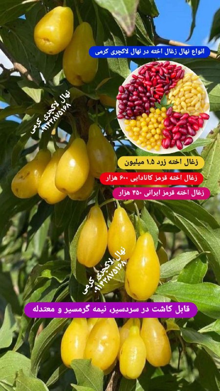 انواع نهال زغال اخته در نهال …