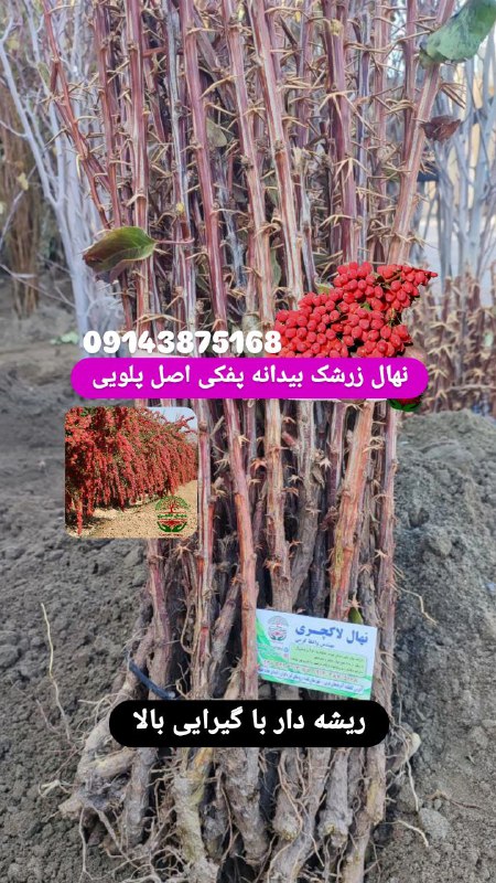 نهال لاکچری. کاتالوگ زرشک و زغال …