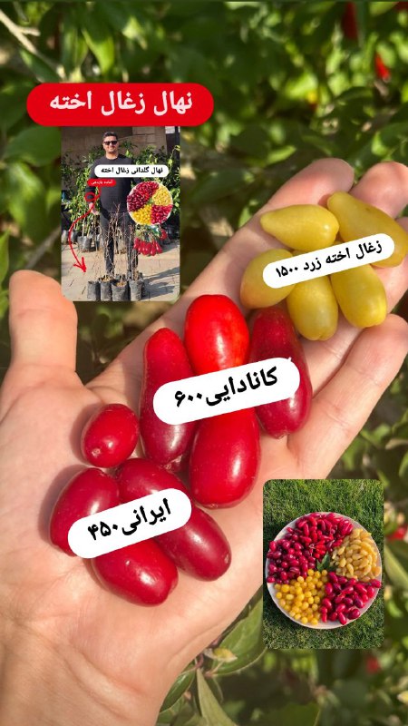 انواع نهال زغال اخته در نهال …