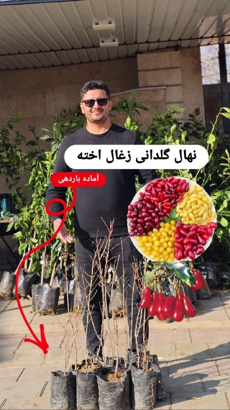 نهال لاکچری. کاتالوگ زرشک و زغال …