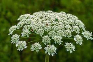 Жить в КАЙФ 🌱Масла холодного отжима