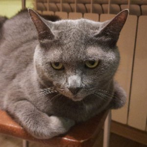Мой твич -