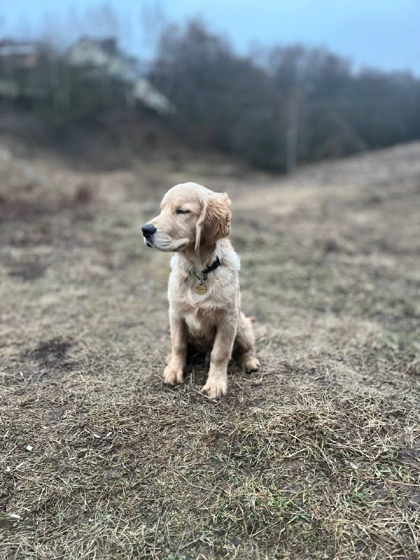 🐾Zlata taksa and Golden Bailey🐾