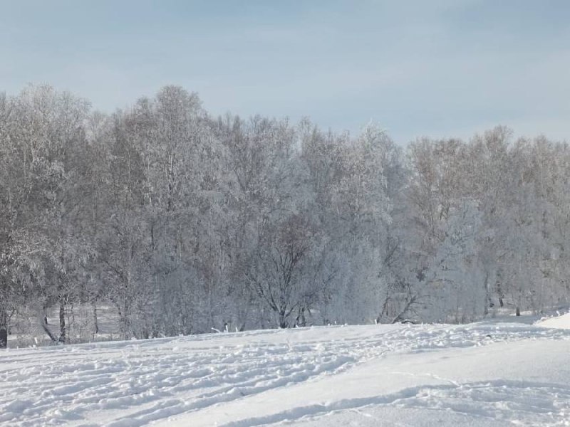 **Девятнадцать незаконных рубок леса общим объемом …