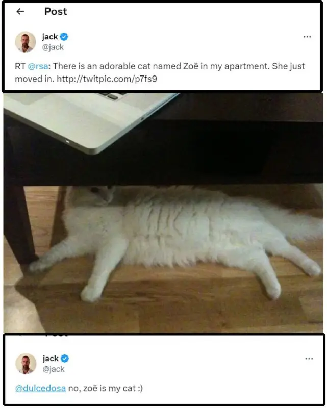 $ZOË - The Twitter Founder's Cat