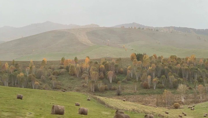 Золотое дно: почему люди на Алтае …