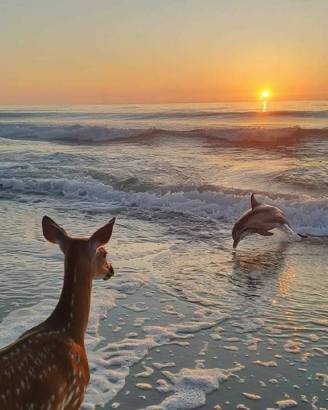 Zootopia