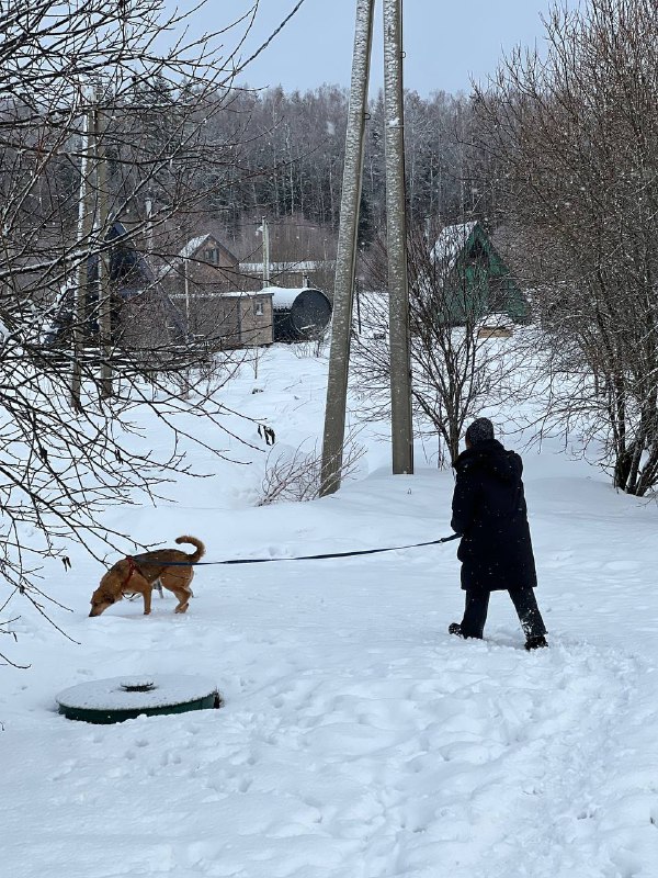 Шаманские хроники