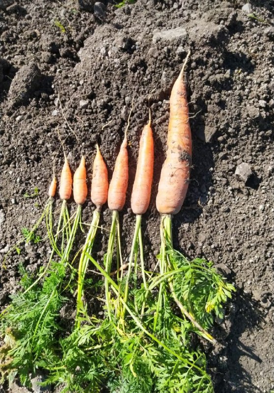 Урожай с хосрехское поля.***🥕***