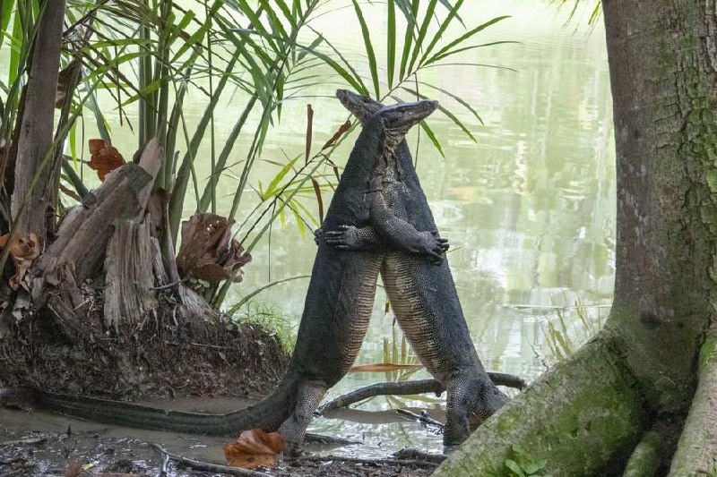 Едешь такой по Пхукету на мопеде …