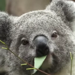 🐨