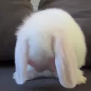 🐰